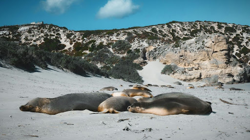 Why is Kangaroo Island known as the Island of the Dead