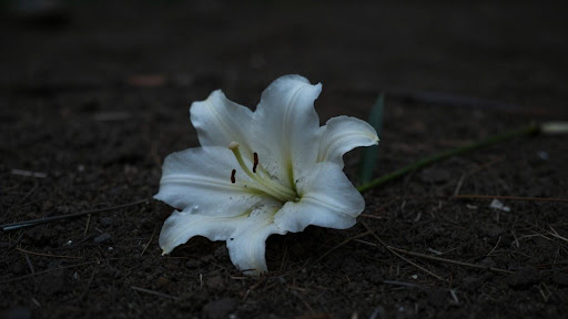 meaning of vale when someone dies in australia